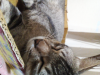 For adoption. Male adult cat